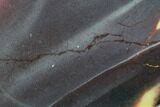 Polished Mookaite Jasper Slab - Australia #86599-1